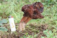 Gyromitra esculenta image