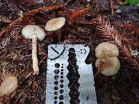 Clitocybe fragrans image