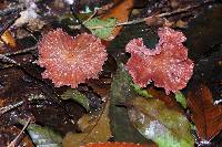 Laccaria amethystina image