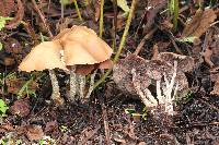 Psilocybe zapotecorum image