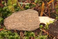 Morchella rufobrunnea image