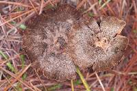 Inocybe calamistrata image