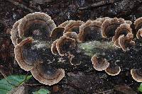 Trametes versicolor image