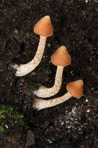 Psilocybe yungensis image