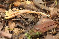 Ramaria stricta image