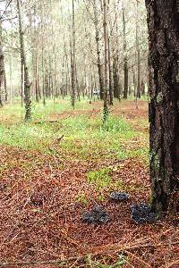 Phellodon niger image