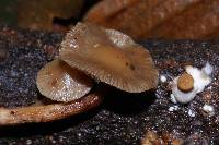 Psilocybe caerulipes image