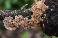 Schizophyllum commune image