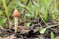 Psilocybe zapotecorum image