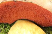 Boletus subvelutipes image