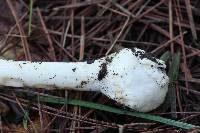 Amanita bisporigera image