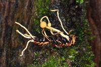 Ophiocordyceps sphecocephala image