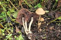 Psilocybe zapotecorum image