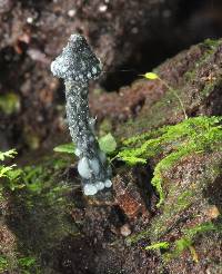 Psilocybe yungensis image