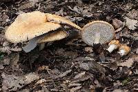 Agaricus augustus image