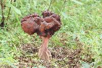 Gyromitra esculenta image