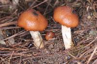 Psilocybe muliercula image