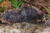 Trametes versicolor image