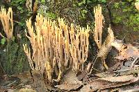 Ramaria stricta image