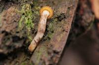 Gymnopilus picreus image