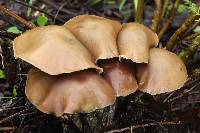 Psilocybe zapotecorum image