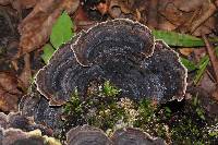 Trametes versicolor image