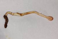 Ophiocordyceps gracilis image