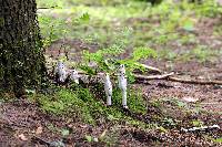 Coprinus comatus image