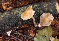 Psilocybe caerulipes image