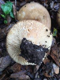 Lactarius alnicola image