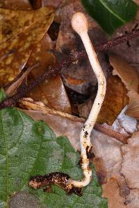 Ophiocordyceps gracilis image