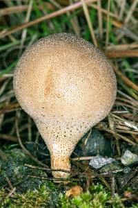 Lycoperdon pyriforme image