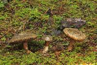 Tylopilus porphyrosporus image