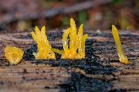 Calocera cornea image