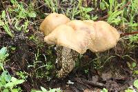 Psilocybe zapotecorum image