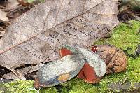 Boletus subvelutipes image