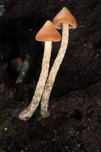 Psilocybe yungensis image