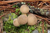 Lycoperdon pyriforme image