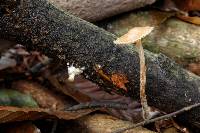 Psilocybe caerulipes image