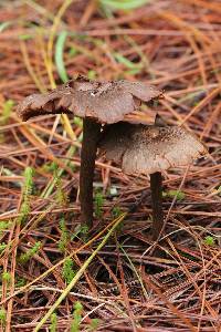 Inocybe calamistrata image