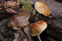 Psilocybe caerulipes image