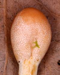 Ophiocordyceps gracilis image