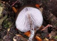 Psilocybe neoxalapensis image
