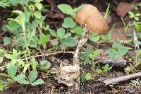 Psilocybe zapotecorum image