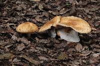 Agaricus augustus image