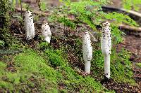 Coprinus comatus image