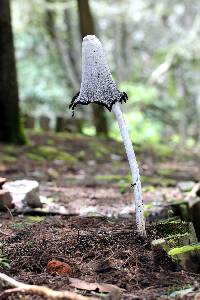 Coprinus comatus image