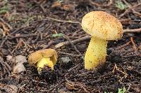 Boletus subvelutipes image