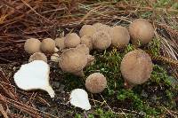 Lycoperdon pyriforme image