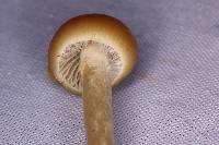 Psilocybe aztecorum image